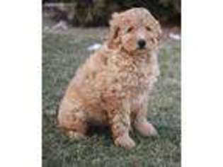 Goldendoodle Puppy for sale in Allenwood, PA, USA
