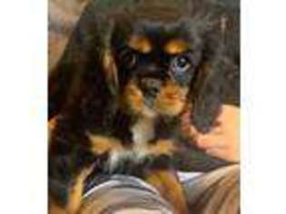 Cavalier King Charles Spaniel Puppy for sale in Kirkland, WA, USA