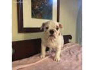 Bulldog Puppy for sale in Troy, OH, USA