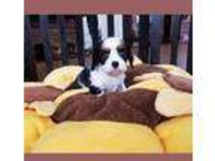 Cavalier King Charles Spaniel Puppy for sale in Loogootee, IN, USA
