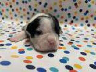 Boston Terrier Puppy for sale in Liberty, MS, USA