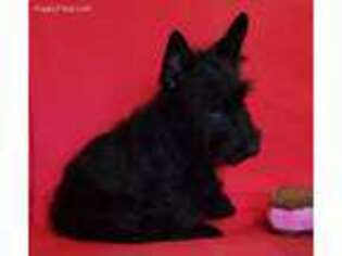 Scottish Terrier Puppy for sale in Buffalo Junction, VA, USA