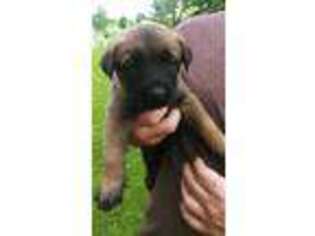 Belgian Malinois Puppy for sale in Rineyville, KY, USA