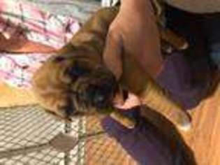 Boxer Puppy for sale in NORTHFORD, CT, USA