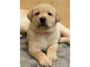 Labrador Retriever Puppy for sale in Derwood, MD, USA
