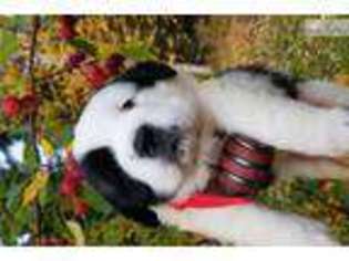 Mutt Puppy for sale in Fairbanks, AK, USA