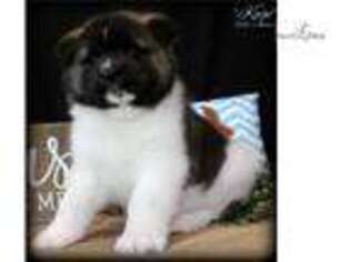 Akita Puppy for sale in Saint Joseph, MO, USA