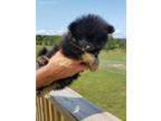 Pomeranian Puppy for sale in Linville, VA, USA