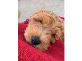 Goldendoodle Puppy for sale in West Lafayette, IN, USA