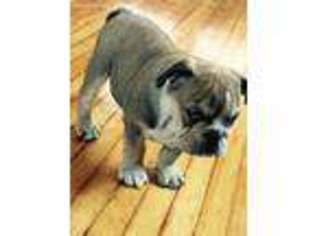 Bulldog Puppy for sale in Yonkers, NY, USA