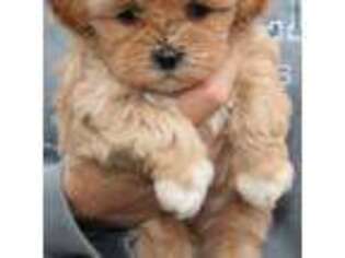 Shih-Poo Puppy for sale in Stafford, TX, USA