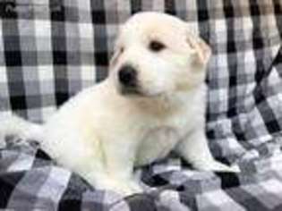 Great Pyrenees Puppy for sale in Blue Ridge, GA, USA