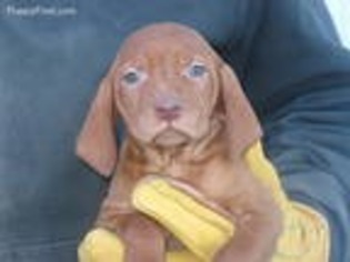 Vizsla Puppy for sale in Olpe, KS, USA