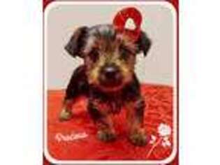 Yorkshire Terrier Puppy for sale in Millmont, PA, USA