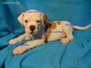 American Bulldog Puppy for sale in Unionville, IA, USA