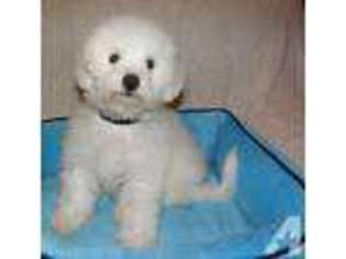 Bichon Frise Puppy for sale in CLERMONT, FL, USA