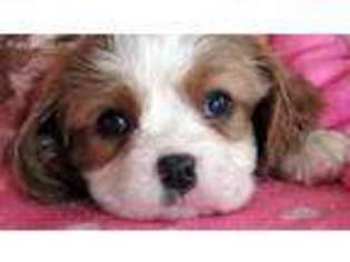Cavalier King Charles Spaniel Puppy for sale in Camden, IN, USA