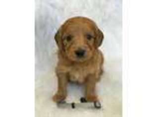Goldendoodle Puppy for sale in Helena, GA, USA
