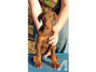 Doberman Pinscher Puppy for sale in ANDERSON, CA, USA