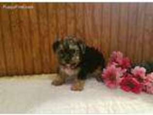 Mutt Puppy for sale in White Springs, FL, USA