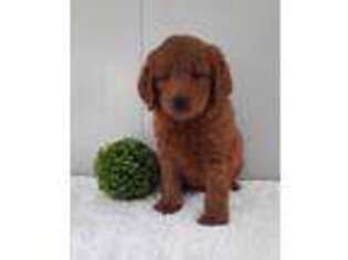 Goldendoodle Puppy for sale in Apple Creek, OH, USA