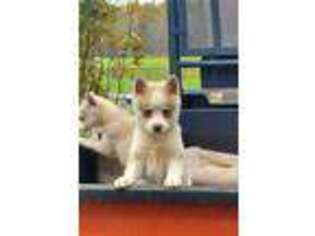 Alaskan Klee Kai Puppy for sale in Pine Bush, NY, USA
