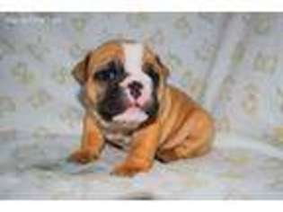 Bulldog Puppy for sale in Muskegon, MI, USA
