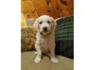 Goldendoodle Puppy for sale in Tyrone, PA, USA