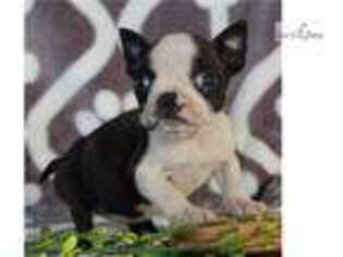 Boston Terrier Puppy for sale in Harrisburg, PA, USA