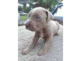 Bull Terrier Puppy for sale in North Miami Beach, FL, USA