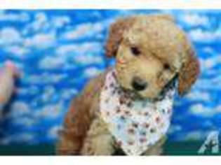 Australian Labradoodle Puppy for sale in PUEBLO, CO, USA