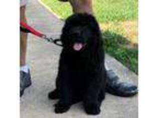Newfoundland Puppy for sale in Macomb, MO, USA