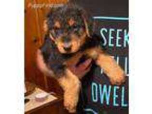 Airedale Terrier Puppy for sale in Timmonsville, SC, USA