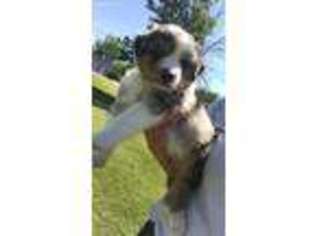 Australian Shepherd Puppy for sale in Port Clinton, OH, USA