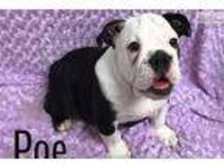 Bulldog Puppy for sale in Hattiesburg, MS, USA