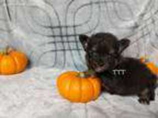 Chihuahua Puppy for sale in Medina, OH, USA
