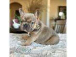 French Bulldog Puppy for sale in Blue Ridge, TX, USA