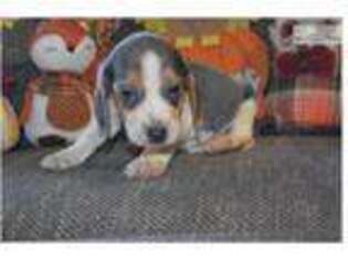 Beagle Puppy for sale in Chattanooga, TN, USA