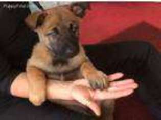 Belgian Malinois Puppy for sale in Ferris, TX, USA