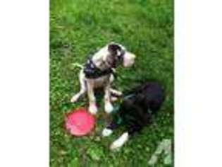 Great Dane Puppy for sale in STERLING, CT, USA