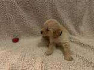 Golden Retriever Puppy for sale in Sanbornton, NH, USA