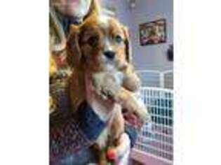 Cavalier King Charles Spaniel Puppy for sale in Jackson, MO, USA