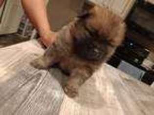 Pomeranian Puppy for sale in Scottsville, KY, USA