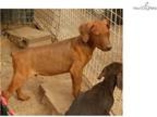 Canis Panther Puppy for sale in Phoenix, AZ, USA