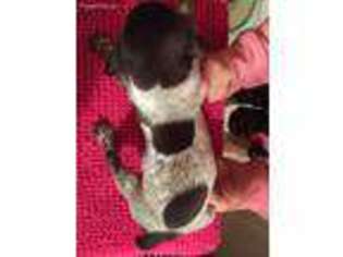 German Shorthaired Pointer Puppy for sale in Middletown, IN, USA