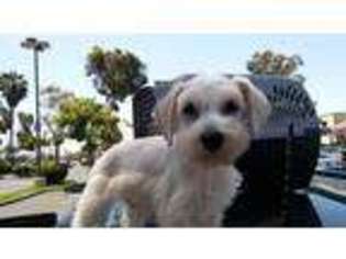 Mutt Puppy for sale in Ventura, CA, USA