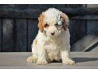 Mutt Puppy for sale in Liberty, KY, USA