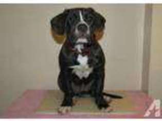 American Bulldog Puppy for sale in PRINCETON, NJ, USA