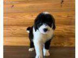 Old English Sheepdog Puppy for sale in Gentry, AR, USA