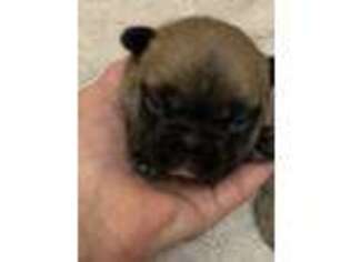 French Bulldog Puppy for sale in Detroit Lakes, MN, USA